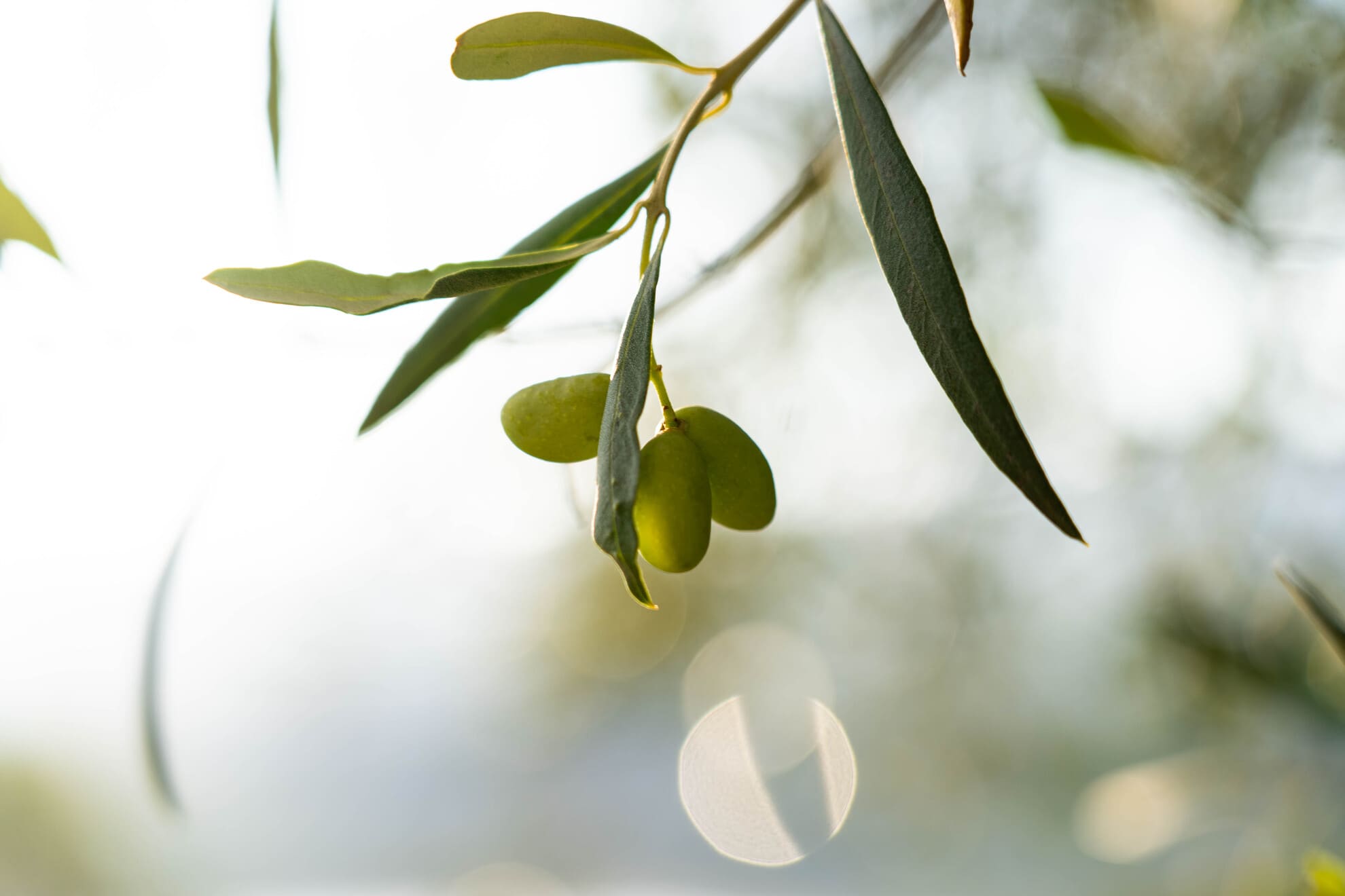 Oliva autòctona del Pallars Jussà. Autor: Aleix Salvat