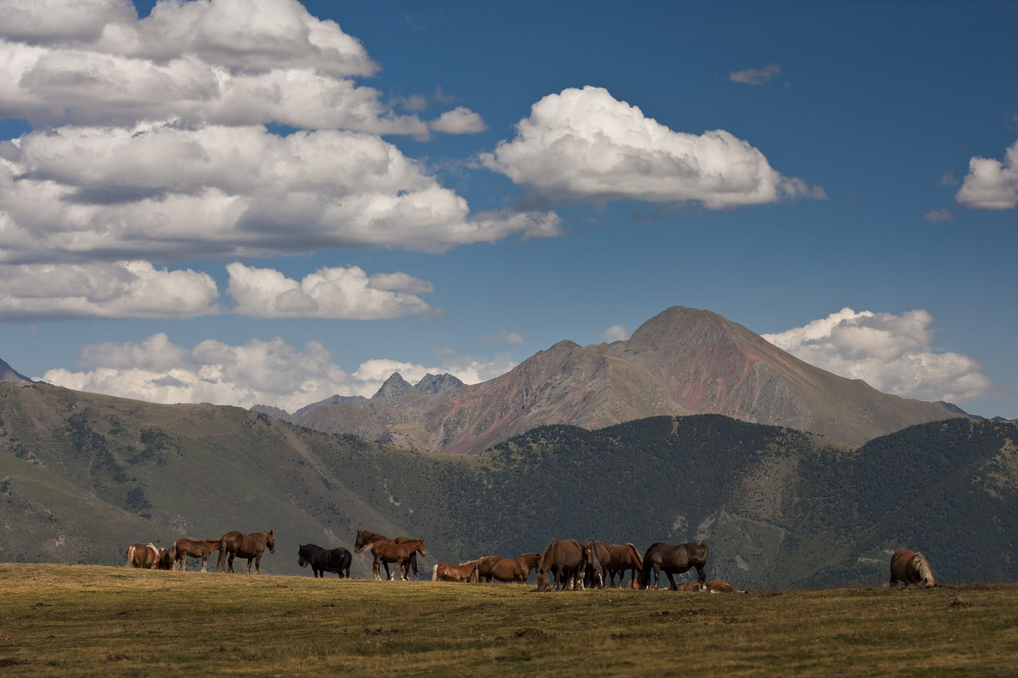 Cavalls peixent a Campirme, Parc Natural de l'Alt Pirineu. Autor: Òscar Rodbag