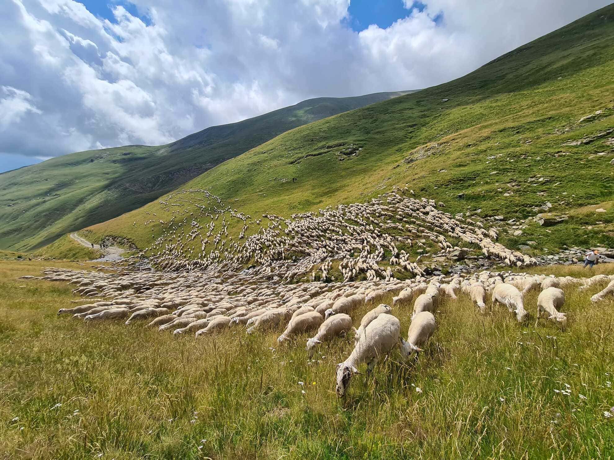 Ovelles xisquetes a la muntanya. Autor: Víctor Fabró
