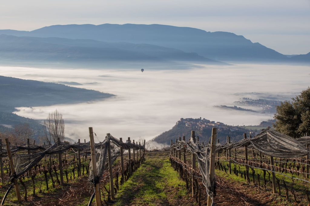 Vinyes a Castell d'Encús. Autor: Jordi Peró