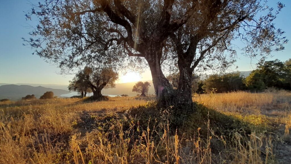 Camp d'oliveres a Conca de Dalt. Autor: Job Roig