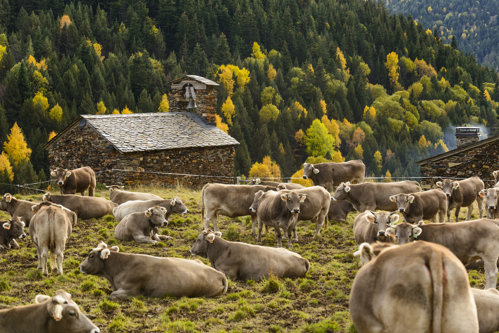 Vaques brunes al Parc Natural de l'Alt Pirineu. Autor: Òscar Rodbag